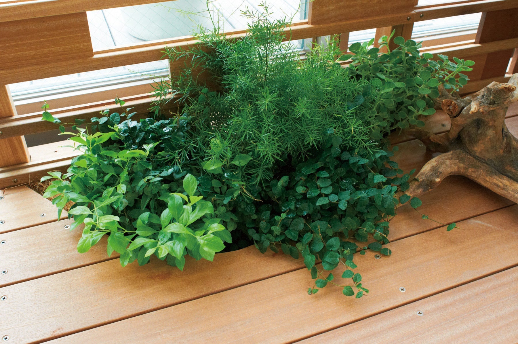 PLANTER &amp; Green